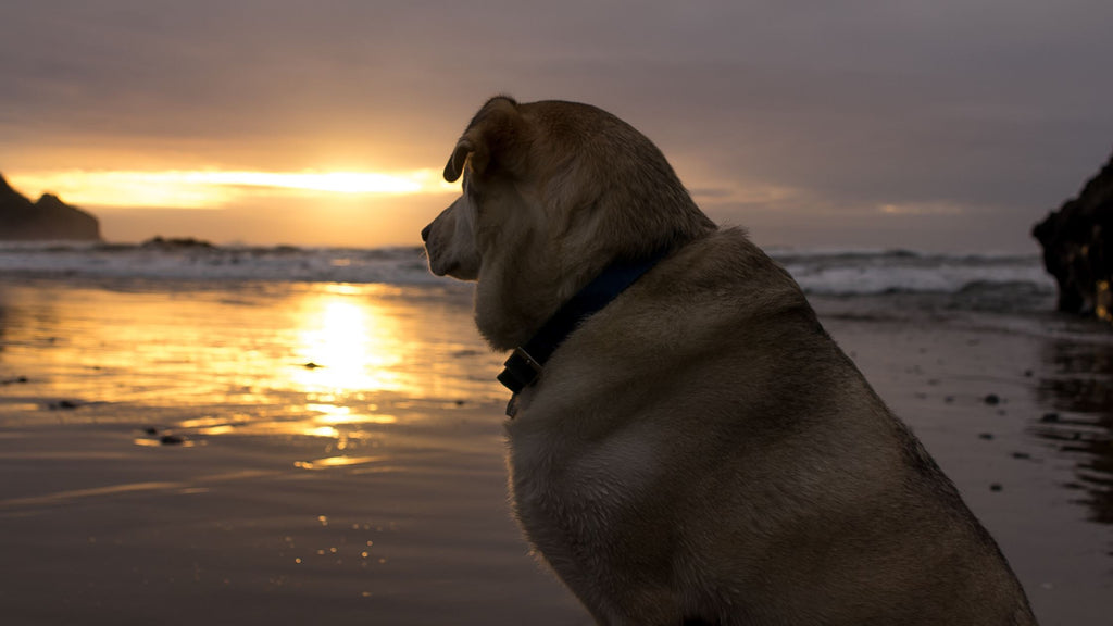 Beautiful dog looking out at the sunset on the beach