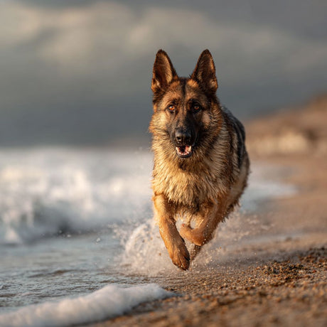 Female German Shepherd playing in the beach