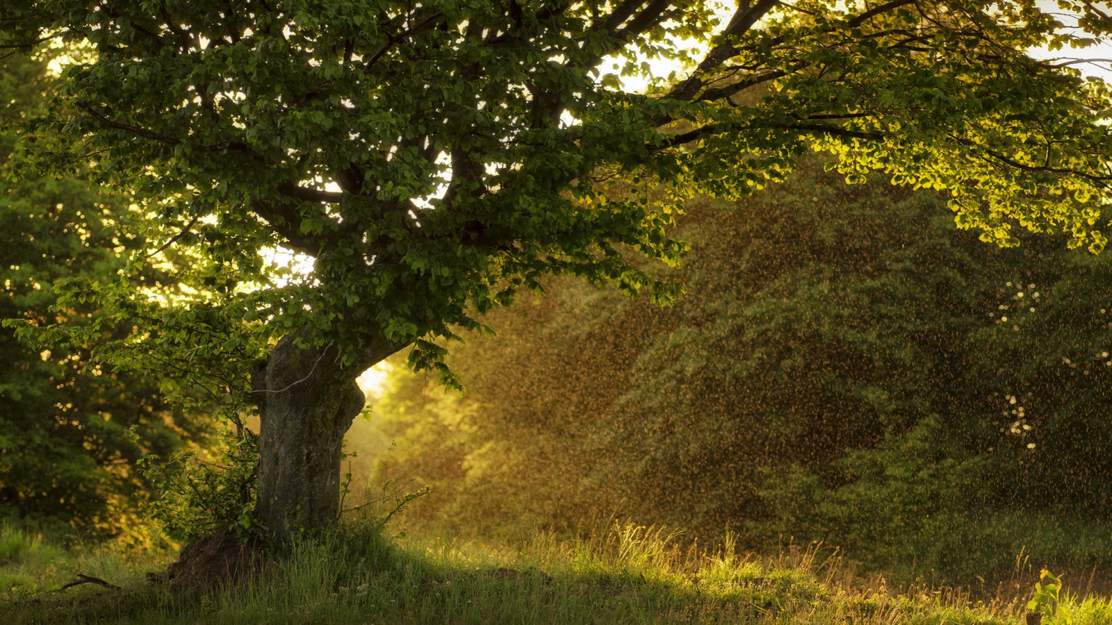 tree with sun behind as the sun is rising