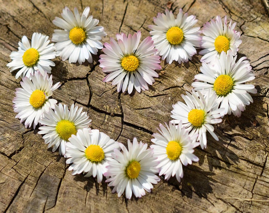 Daisies in the shape of a heart on top of a wooden stump