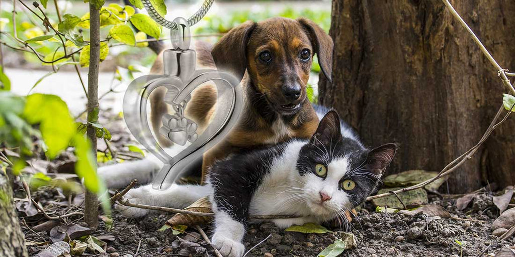 Kitty and Puppy playing together and a cremation urn necklace silhouetted in front