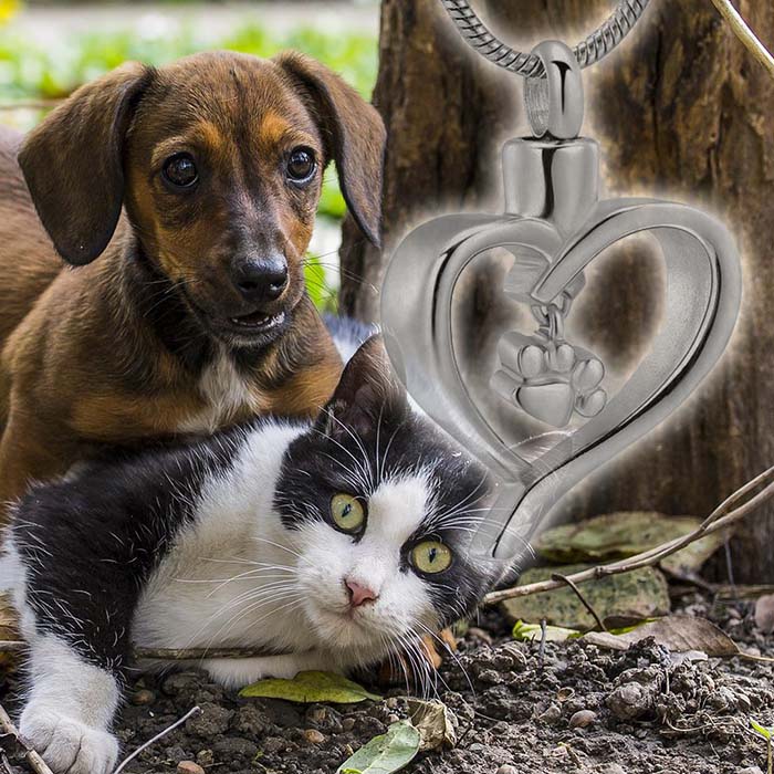 Kitty and Puppy playing together and a cremation urn necklace silhouetted in front