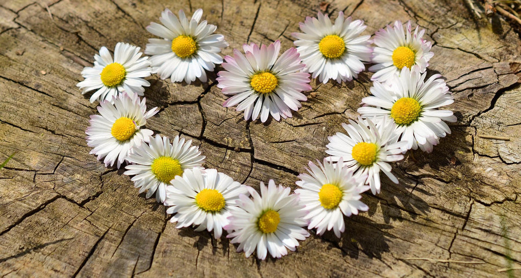 Daisies in the shape of a heart on top of a wooden stump